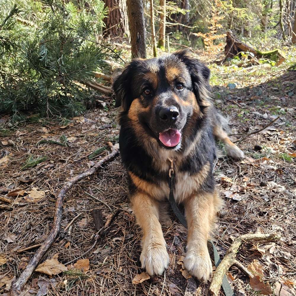 Hundetreffen-Entspannter Socialwalk mit ein bisschen spielen 🤗-Profilbild