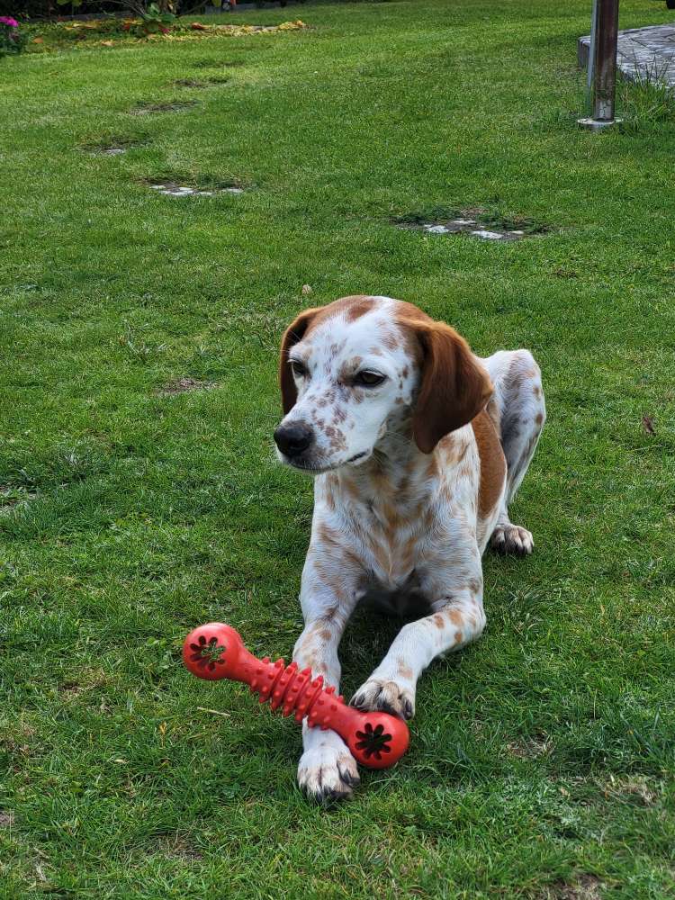 Hundetreffen-Gassirunde-Profilbild