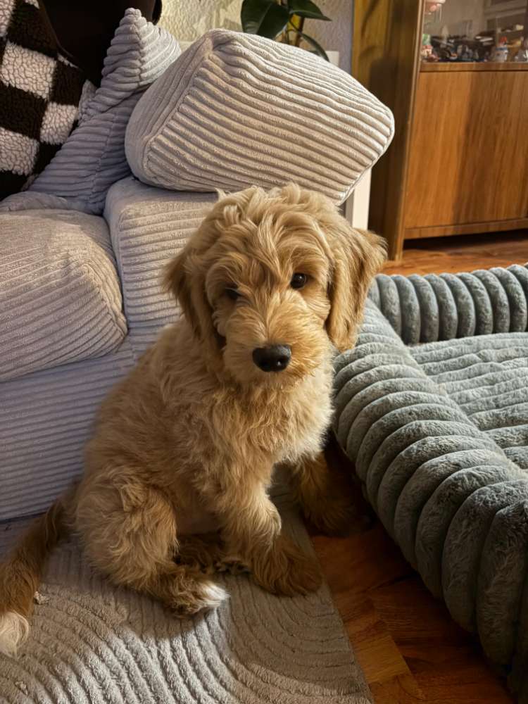 Hundetreffen-Welpentreff Köln Süd-Profilbild