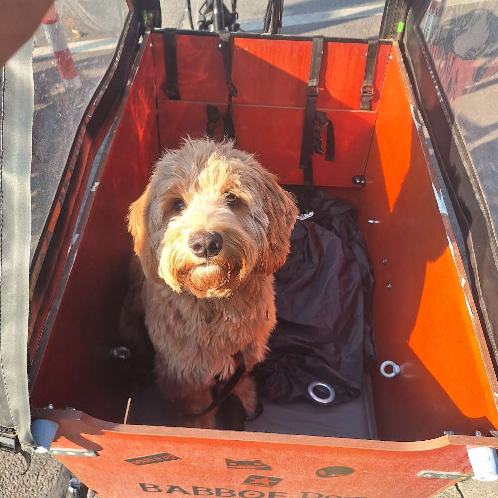Hundetreffen-Spieltreffen-Profilbild