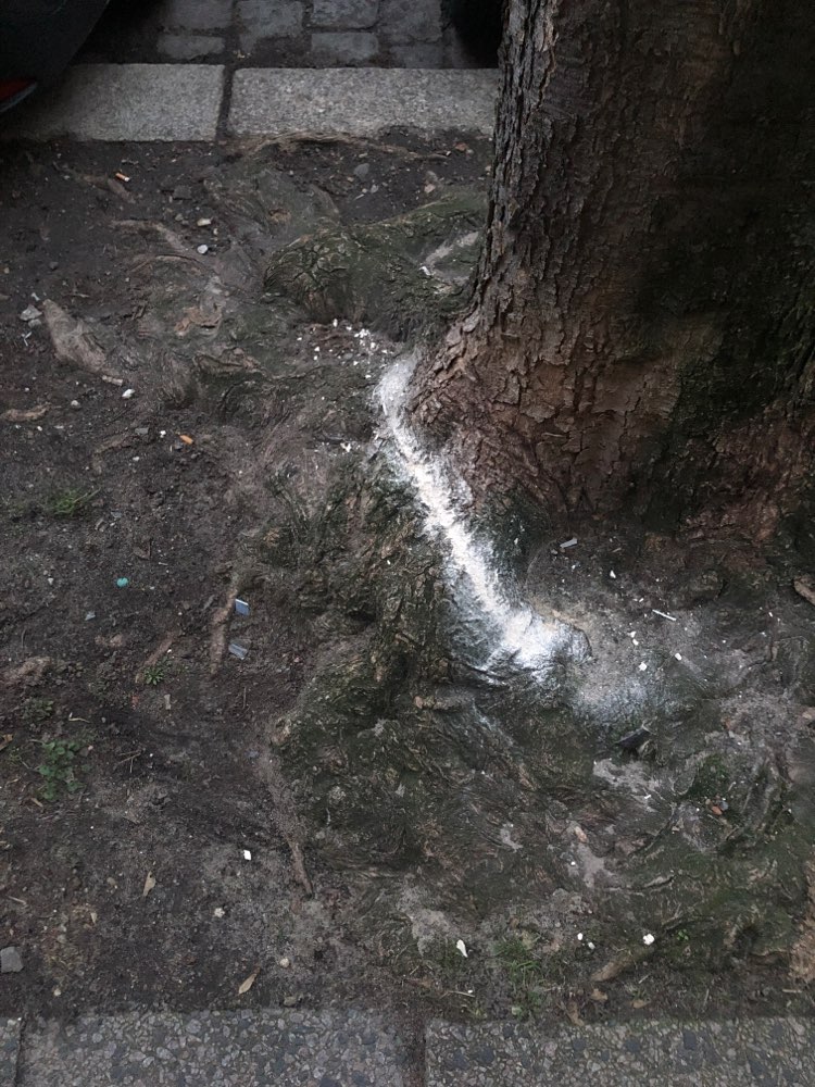 Giftköder-Weißes Pulver an Baum vor Eitelstr. 69A-Profilbild