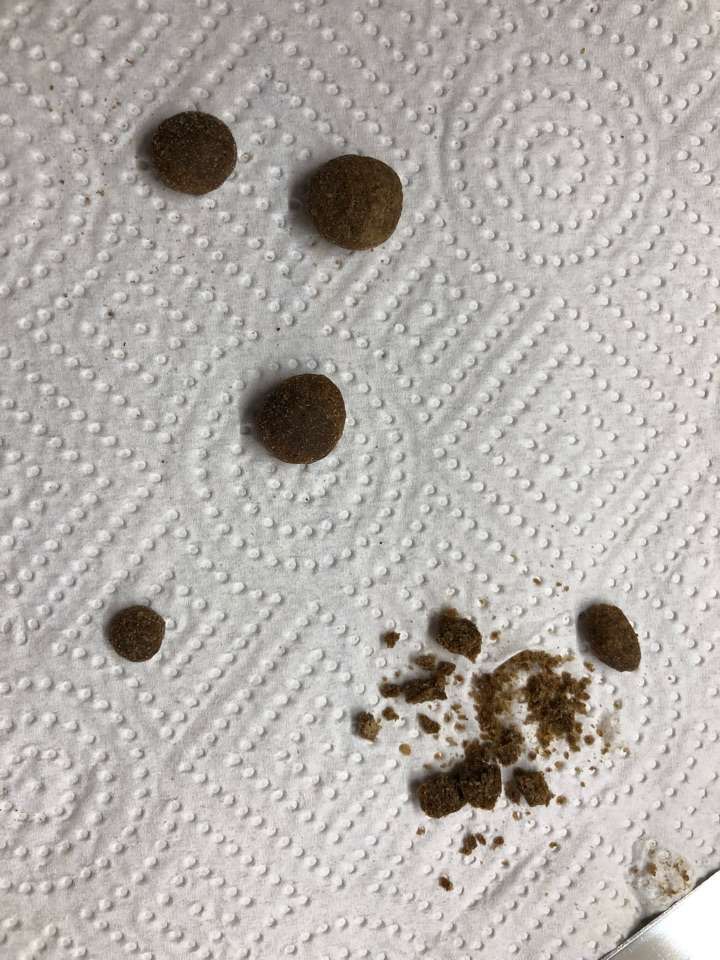 Giftköder-Trockenfutter verteilt-Profilbild