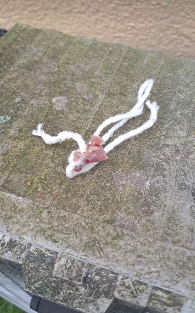 Giftköder-Frischfleisch in Schnurr verknottet-Profilbild