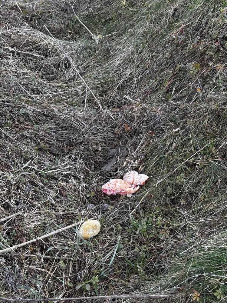 Giftköder-Giftköder-Profilbild