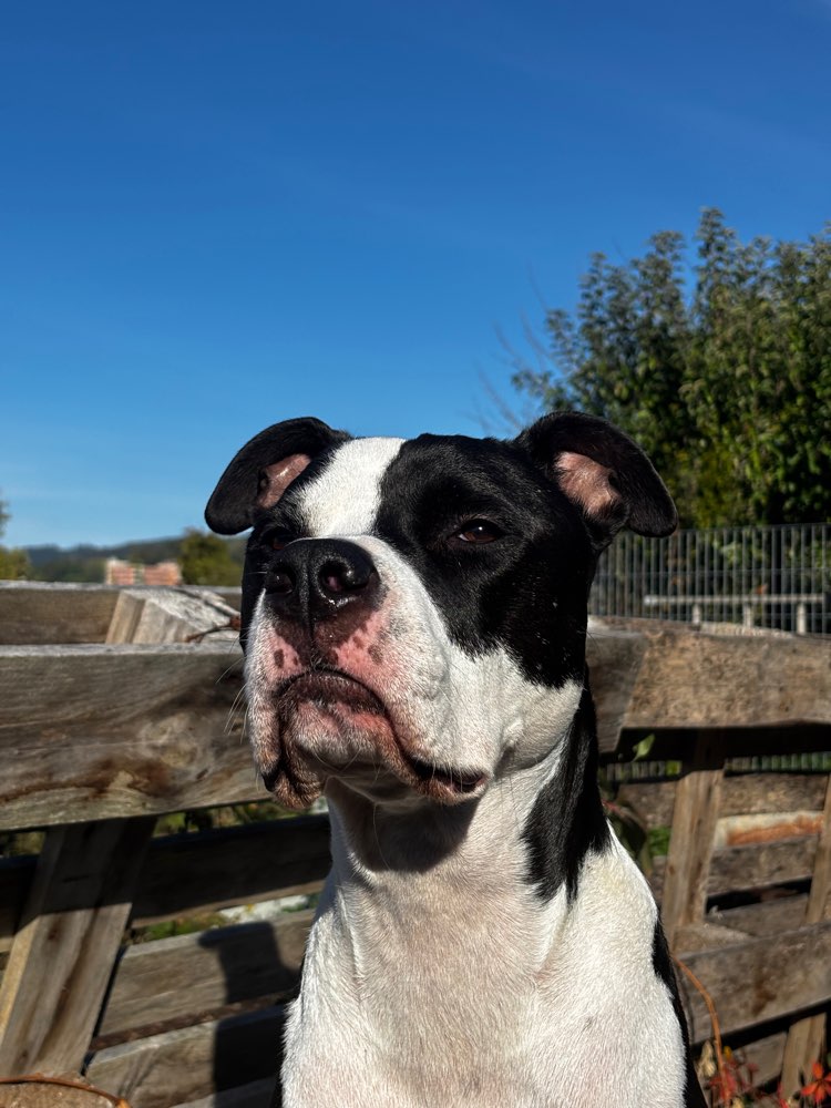 Hundetreffen-Gassirunde bzw. Training-Profilbild