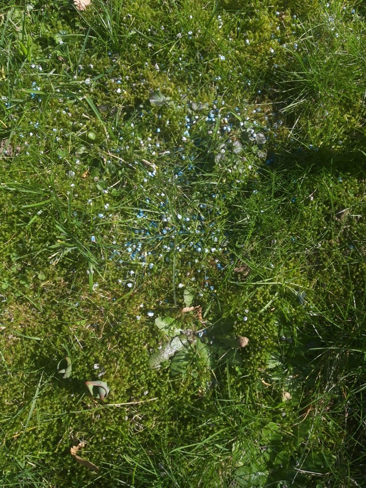 Giftköder-Giftköder in Malstatt-Profilbild