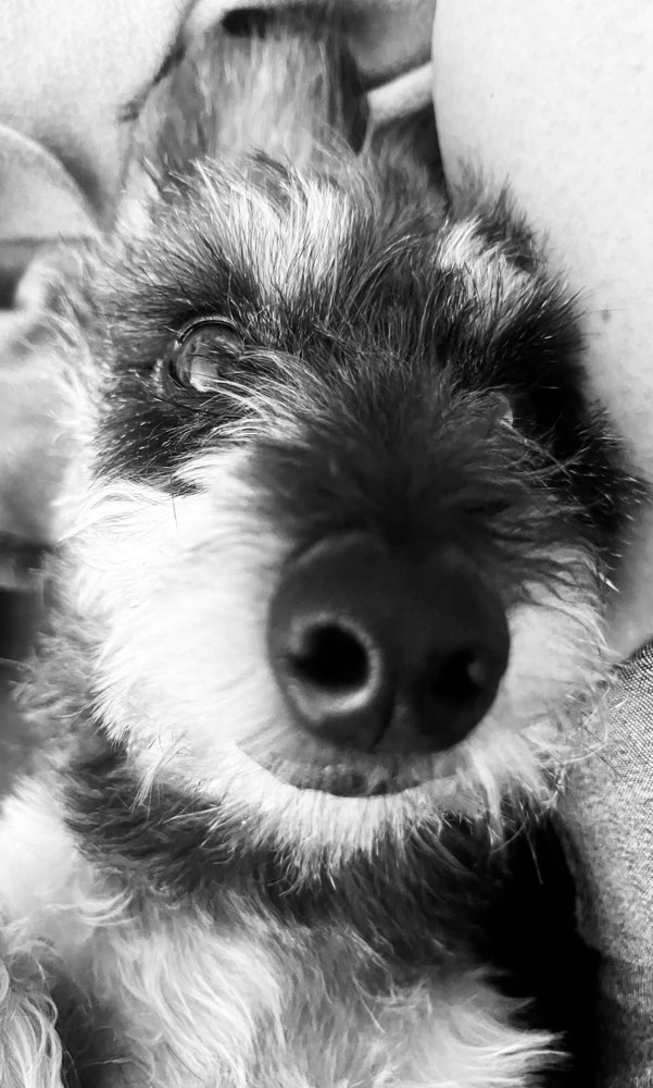 Hundetreffen-Gassi und/oder Spielrunde-Profilbild