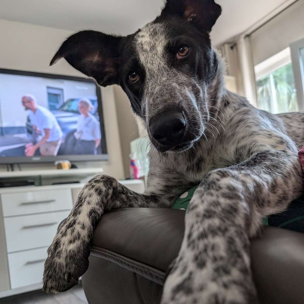 Hundetreffen-Junghunde XL treffen zum Toben und Spielen und Spazieren-Profilbild