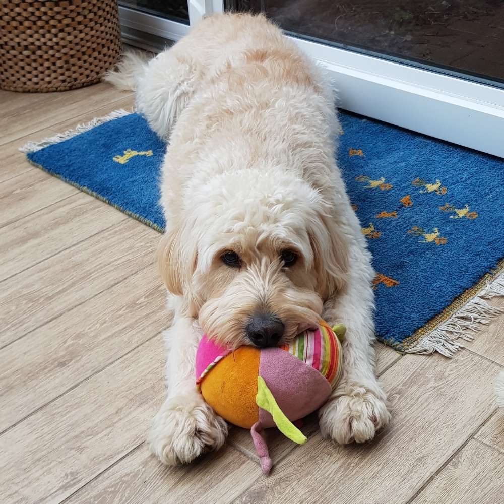 Hundetreffen-Gassirunde un Spielkamerad-Profilbild