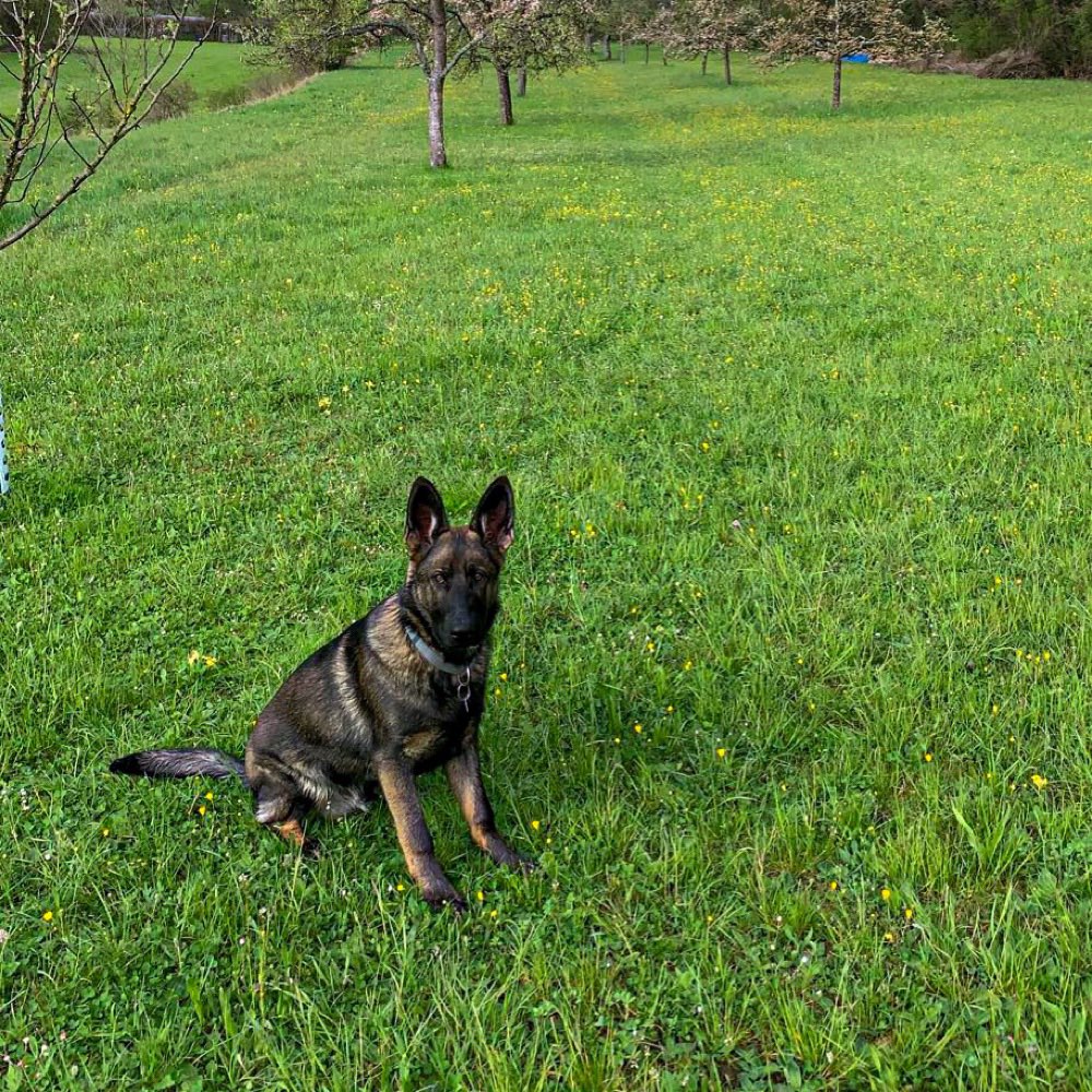 Hundetreffen-Spieltreff gerne mit Gassi Runde-Profilbild