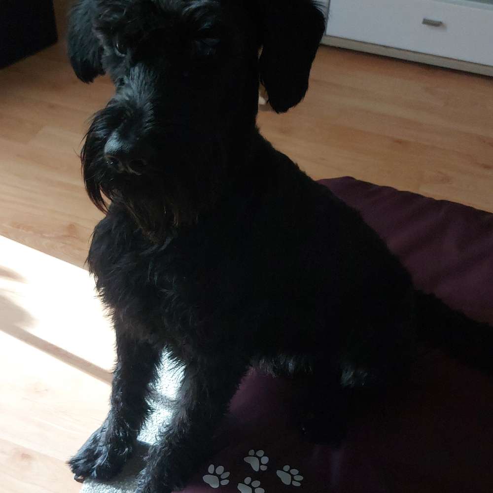 Hundetreffen-Treffen mit Junghunde-Profilbild