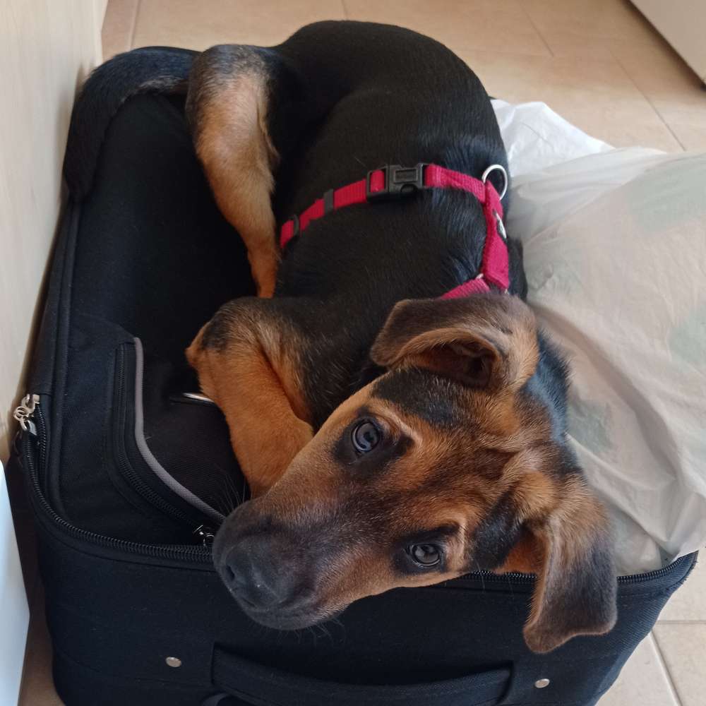 Hundetreffen-Gassi und Spielfreunde gesucht für Shiva 5 Monate-Profilbild