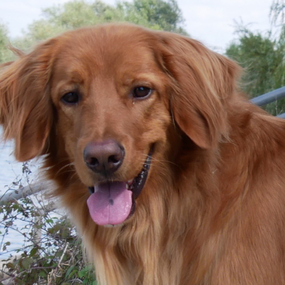 Hundetreffen-Ingelheim und Umgebung-Profilbild