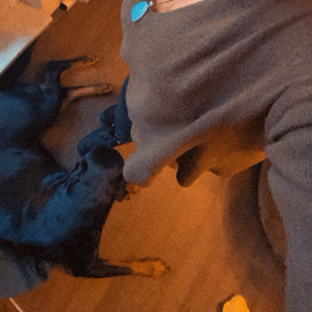 Hundetreffen-Hundespaziergang, großer Hund erwünscht.-Profilbild