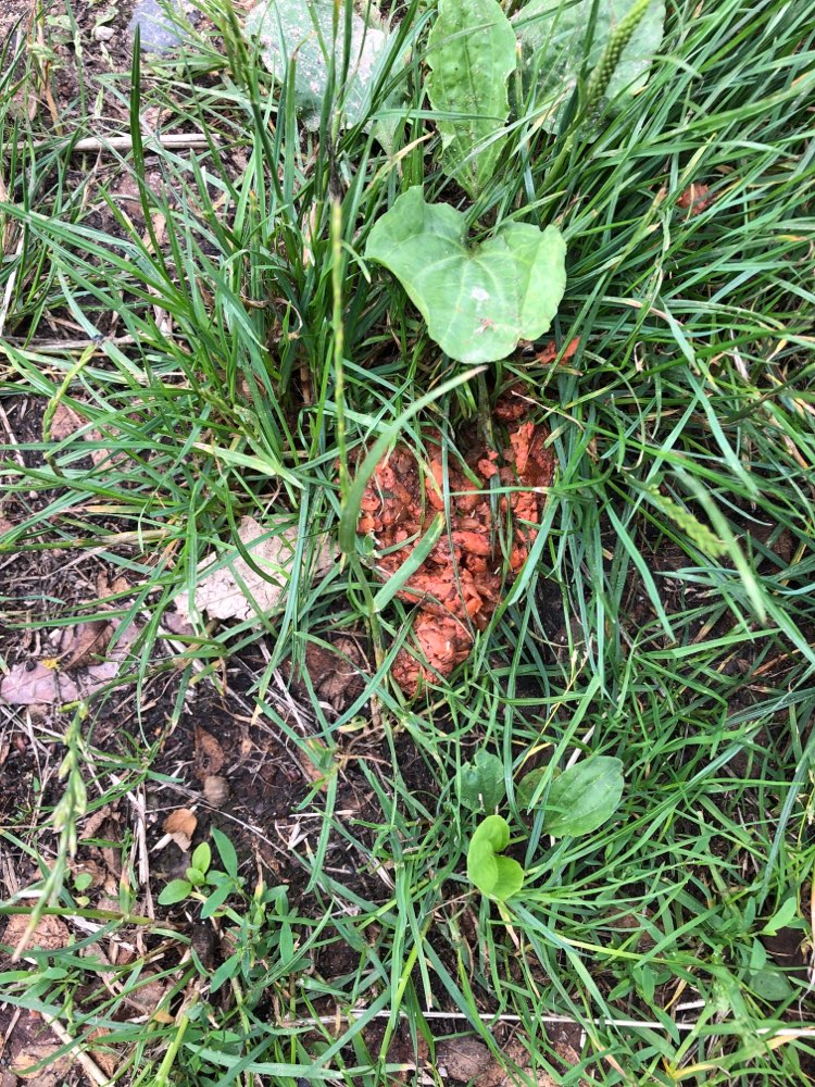 Giftköder-Undefinierbarer Haufen-Profilbild