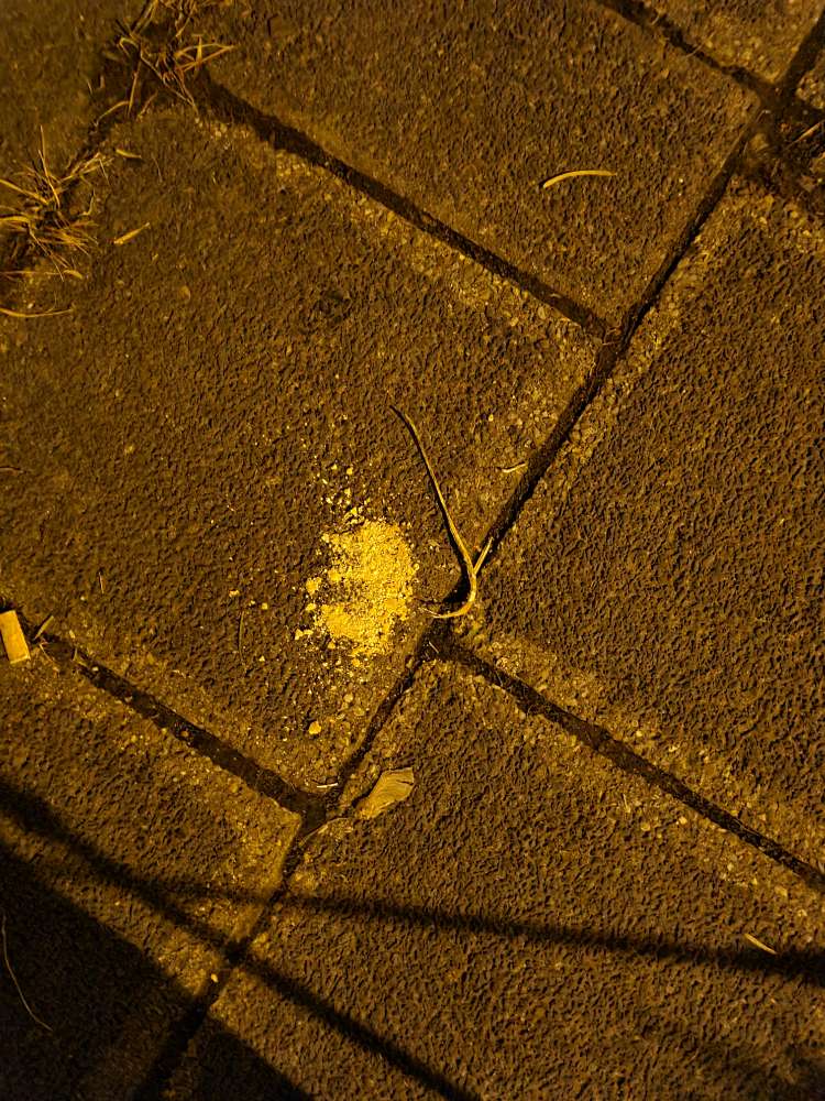 Giftköder-Evtl. Giftköder oder zerbröselte Kekse-Profilbild