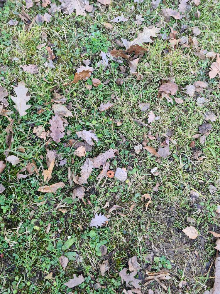 Giftköder-Evtl. Köder-Profilbild