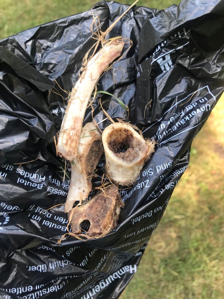 Giftköder-Knochenfund-Profilbild
