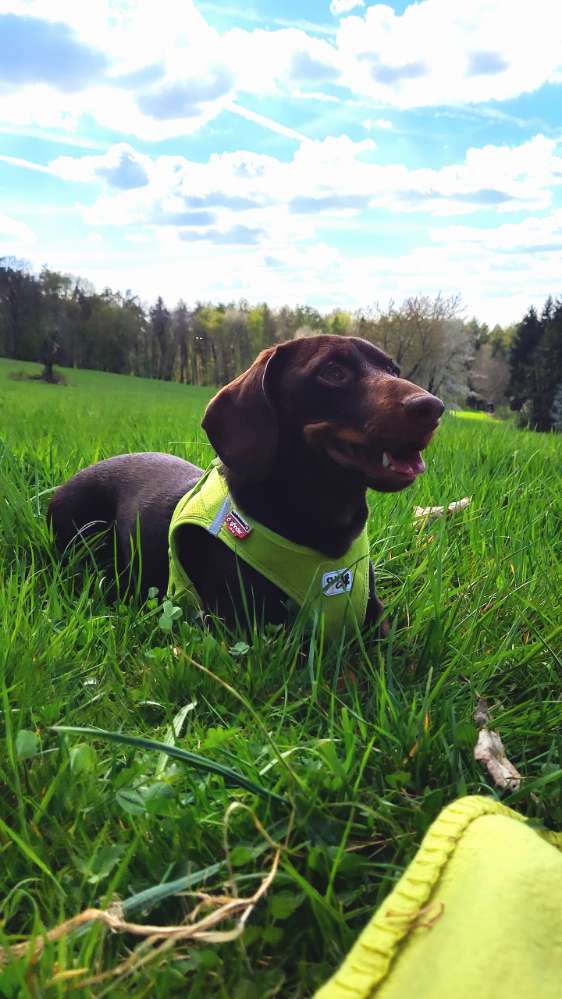 Hundetreffen-Sparringpartner gesucht 😋-Profilbild