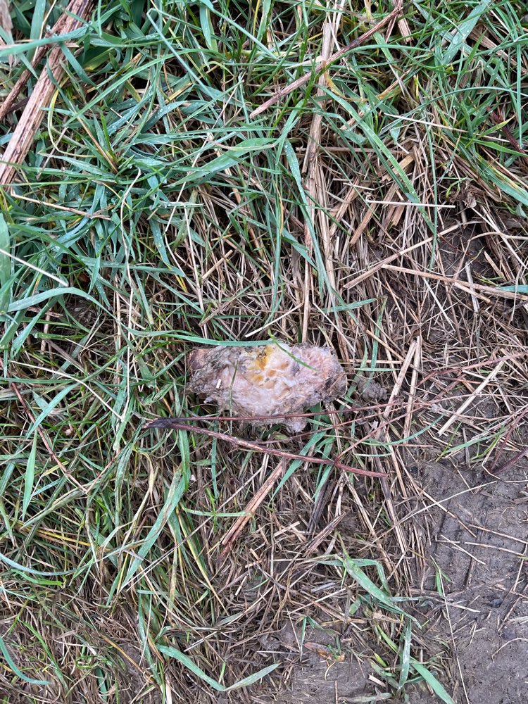 Giftköder-Fleischreste / Knochenreste-Profilbild