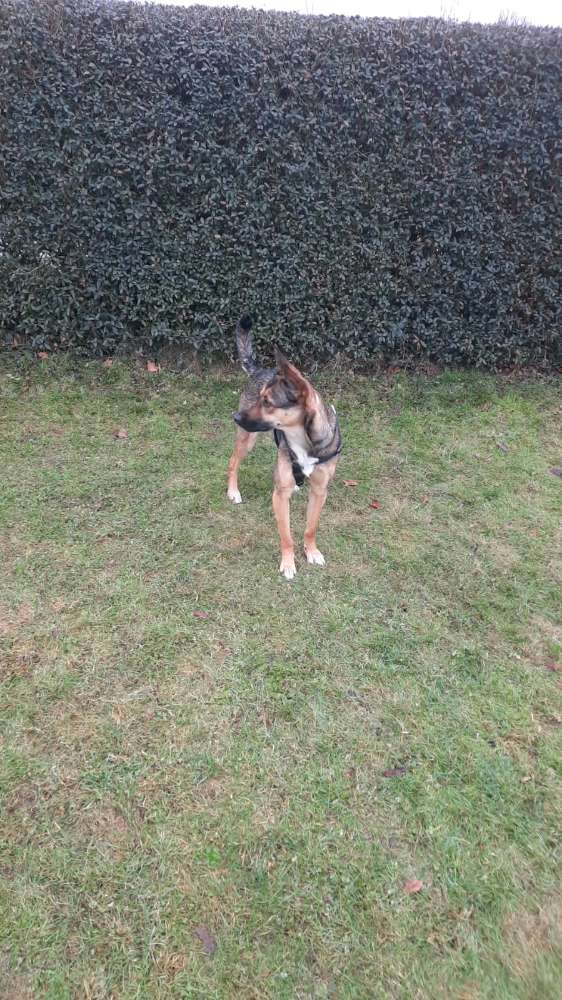 Hundetreffen-Spielrunde am Glauchauer Stausee-Profilbild