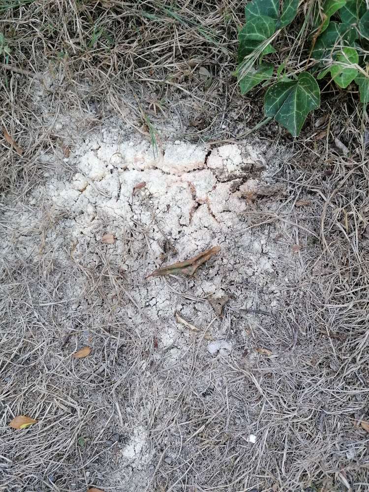 Giftköder-weißes pulver/Giftköder auf Grünfläche-Profilbild