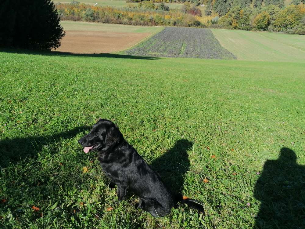 Hundetreffen-Alte Ziegelei/ Ober Olmer Wald-Profilbild