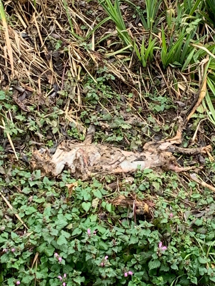 Giftköder-Katzenkadaver-Profilbild