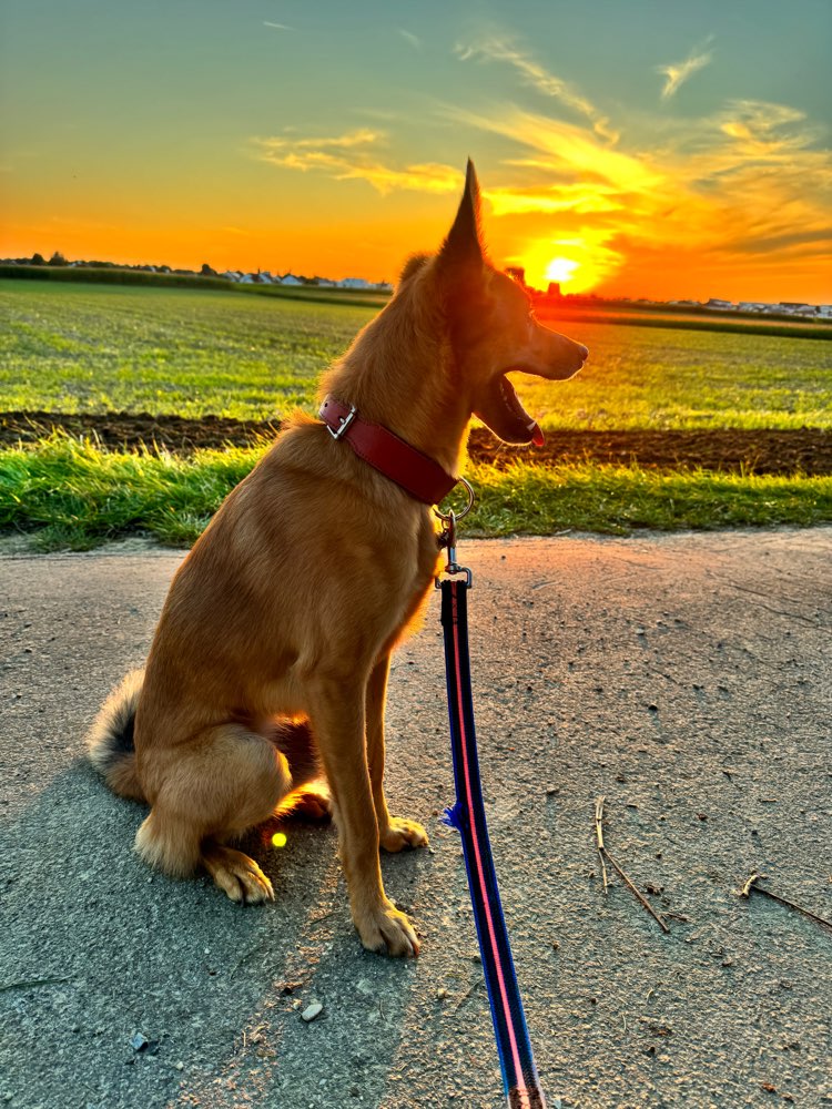 Hundetreffen-Spieltreffen-Profilbild