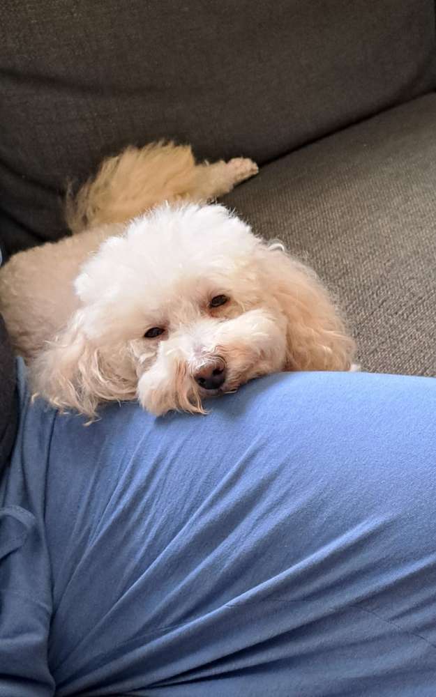 Hundetreffen-Hundetreffen-Profilbild