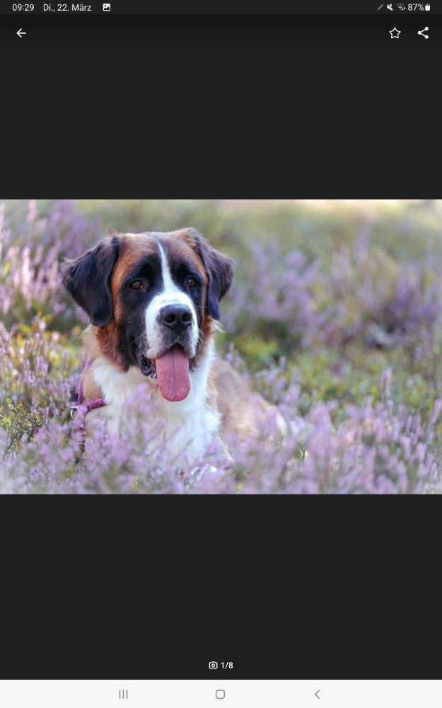 Hundetreffen-Gassigeher gesucht-Profilbild