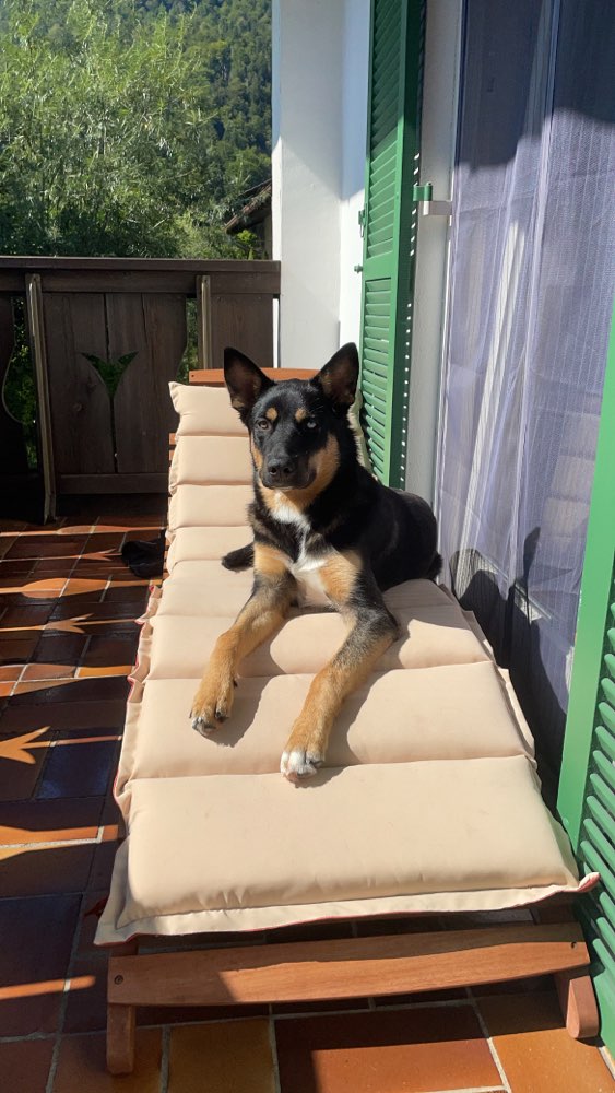 Hundetreffen-Hundetreff: Junghunde und Erwachsene! 🐶-Profilbild