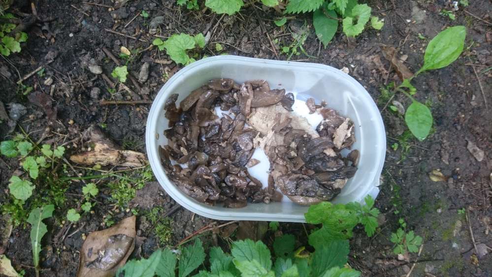 Giftköder-Giftköder im Altstadtpark Gehlens Kull?-Profilbild