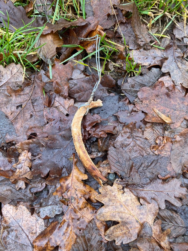 Giftköder-Knochen an Draht-Profilbild