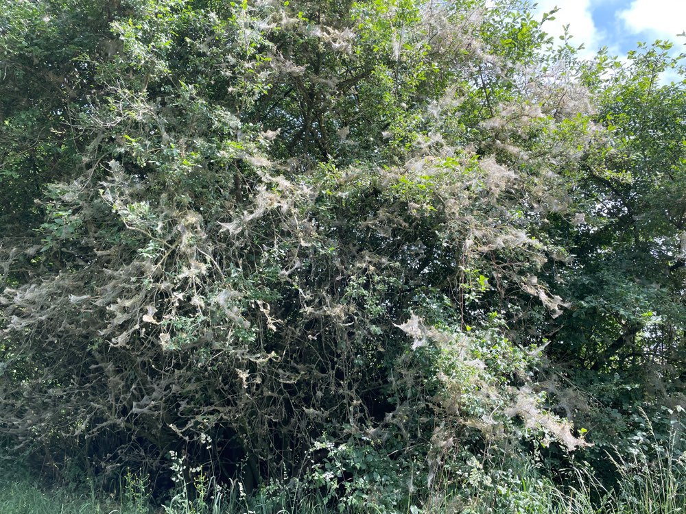 Giftköder-Eichen-Prozessionsspinner-Profilbild