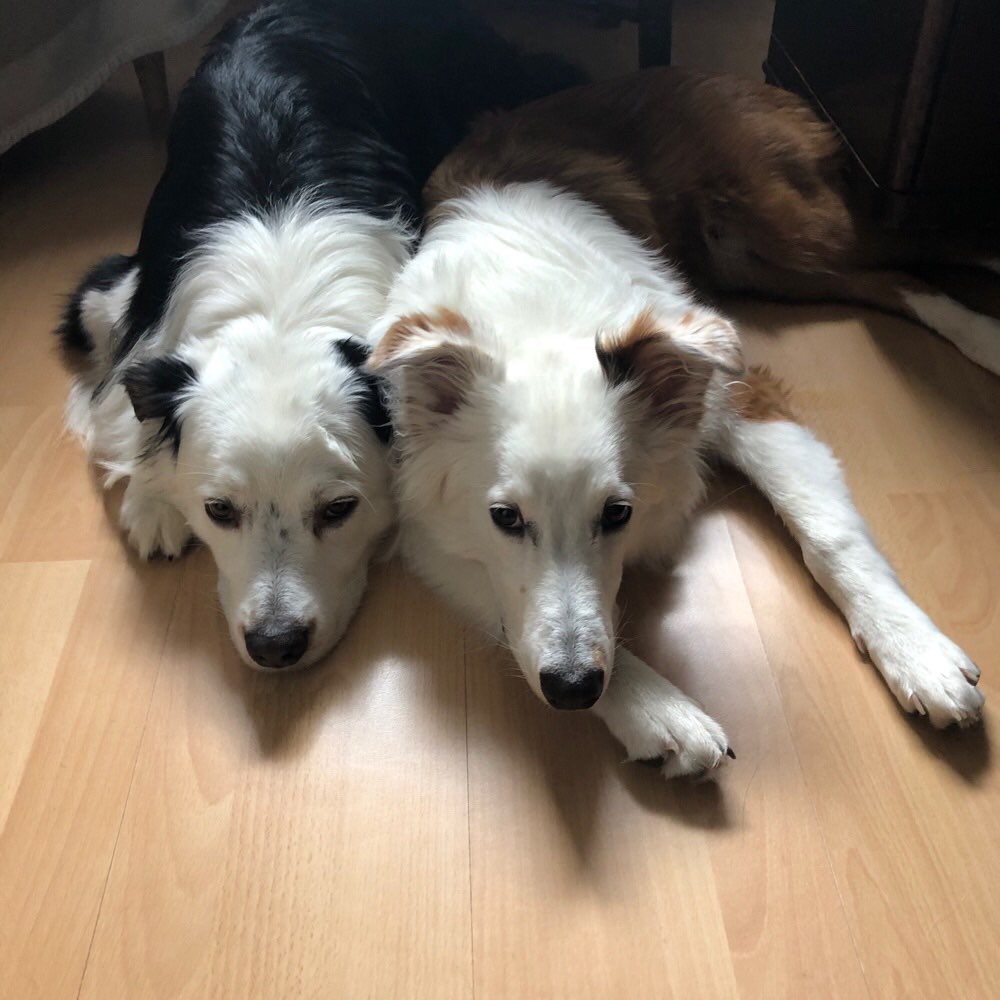 Hundetreffen-Spielrunde 🐶-Profilbild