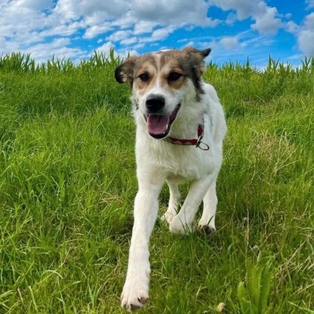 Hundetreffen-Spiel-, Gassi- und Übungsrunde-Profilbild