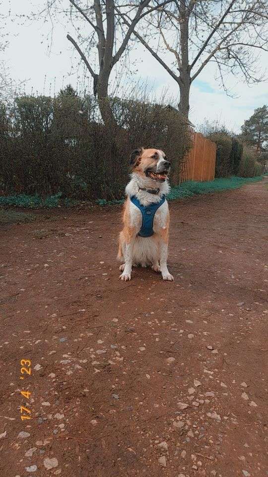 Hundetreffen-Hundespielen-Profilbild