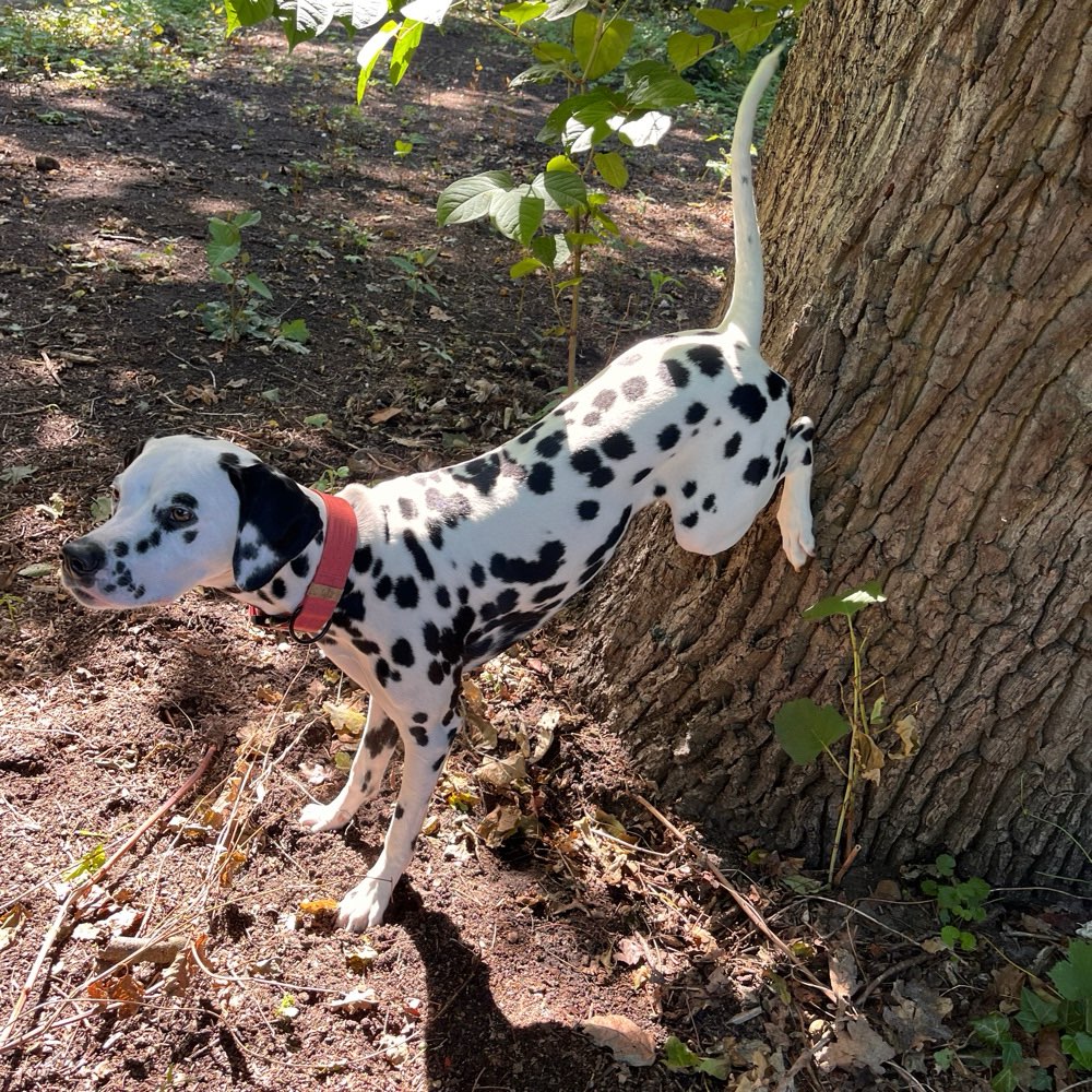 Hundetreffen-Freundschaften knüpfen-Profilbild