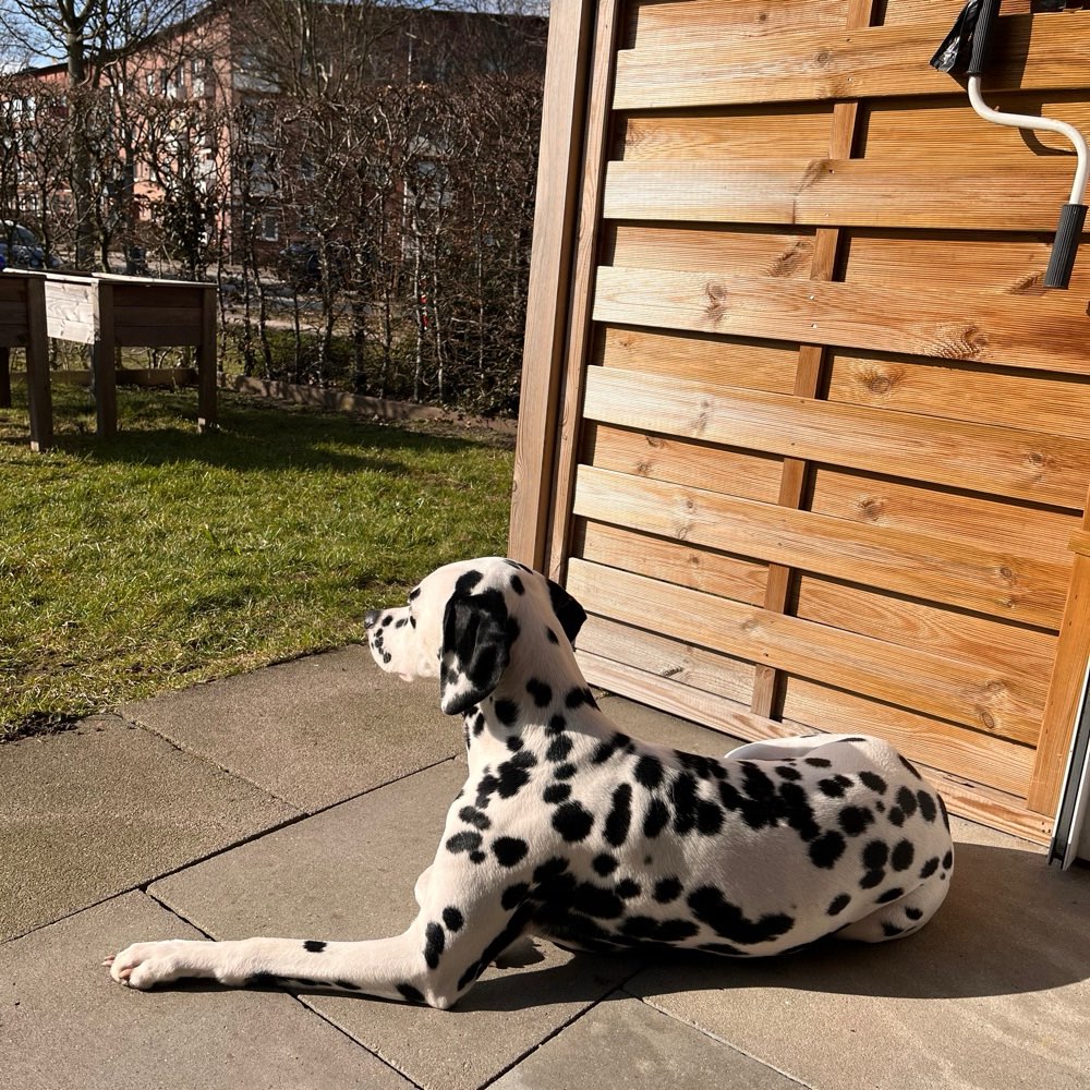Hundetreffen-Mayzee sucht Freunde in der Nähe-Profilbild