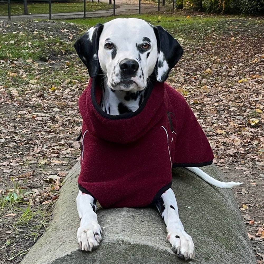 Hundetreffen-Freundschaften knüpfen-Profilbild