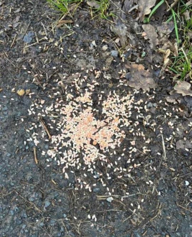 Giftköder-Vergiftetes Futter-Profilbild