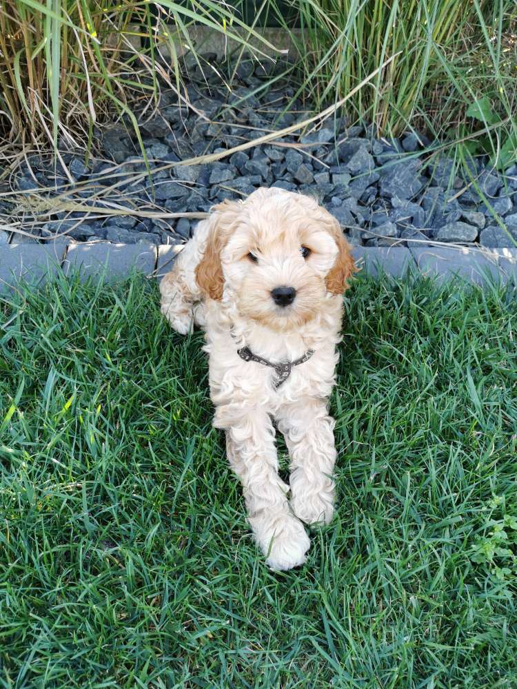 Hundetreffen-Welpentreffen in Stockstadt am Main-Profilbild
