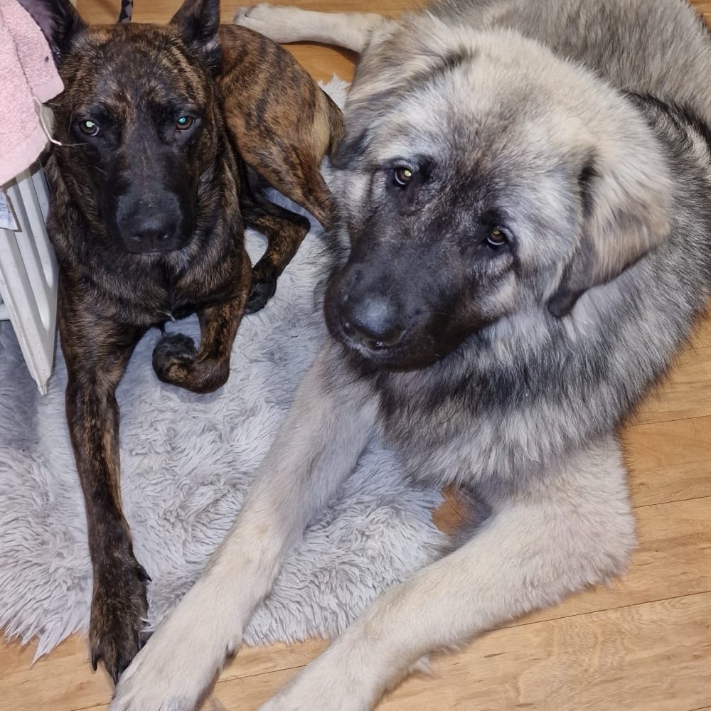 Hundetreffen-Hunde treffen ab 20 Kilogramm-Profilbild