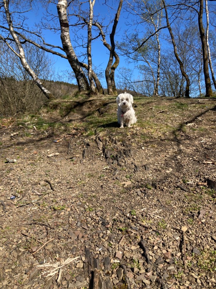 Hundetreffen-Gemeinsam spazieren gehen-Profilbild