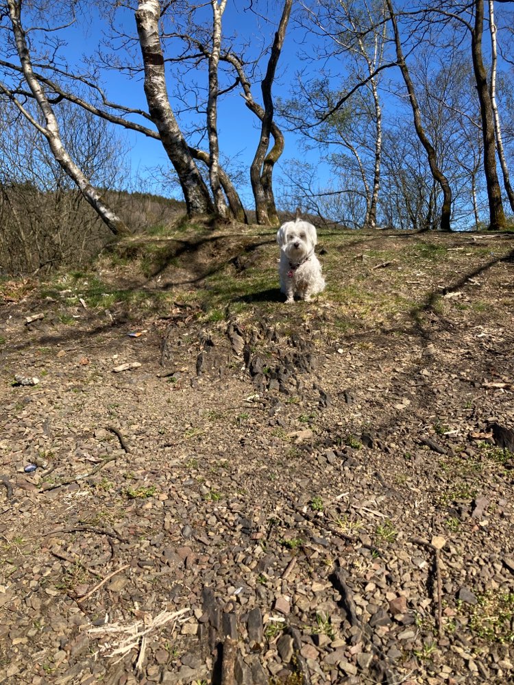 Hundetreffen-Gemeinsam spazieren gehen-Profilbild