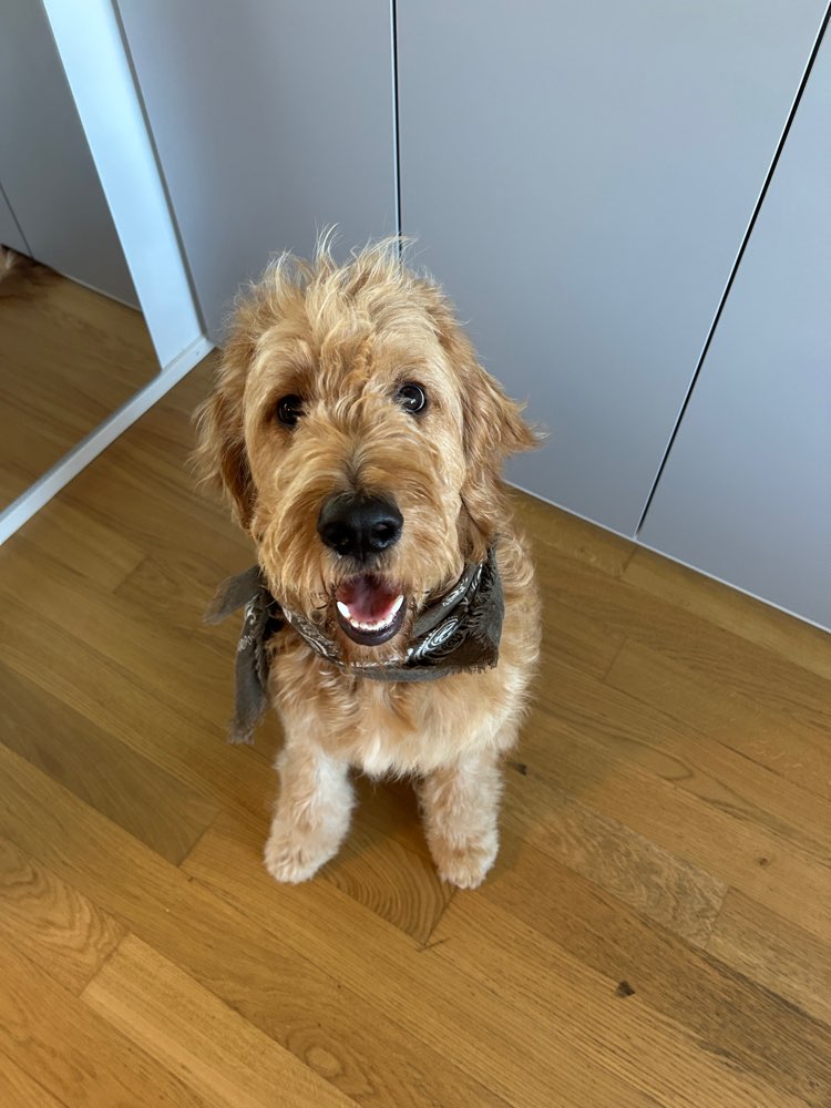 Hundetreffen-Hundetreffen in Zug / Baar-Profilbild