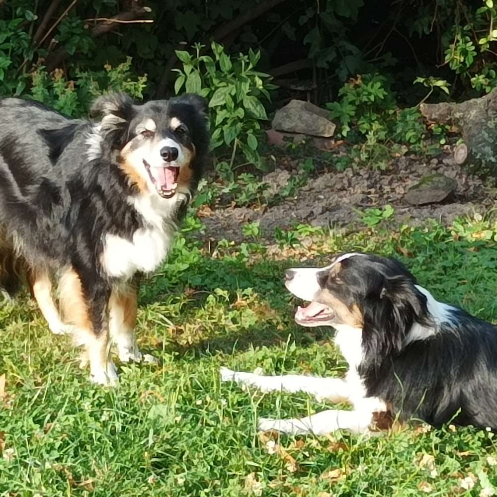 Hundetreffen-Hundetreffen für Spiel, Spaß und Training-Profilbild