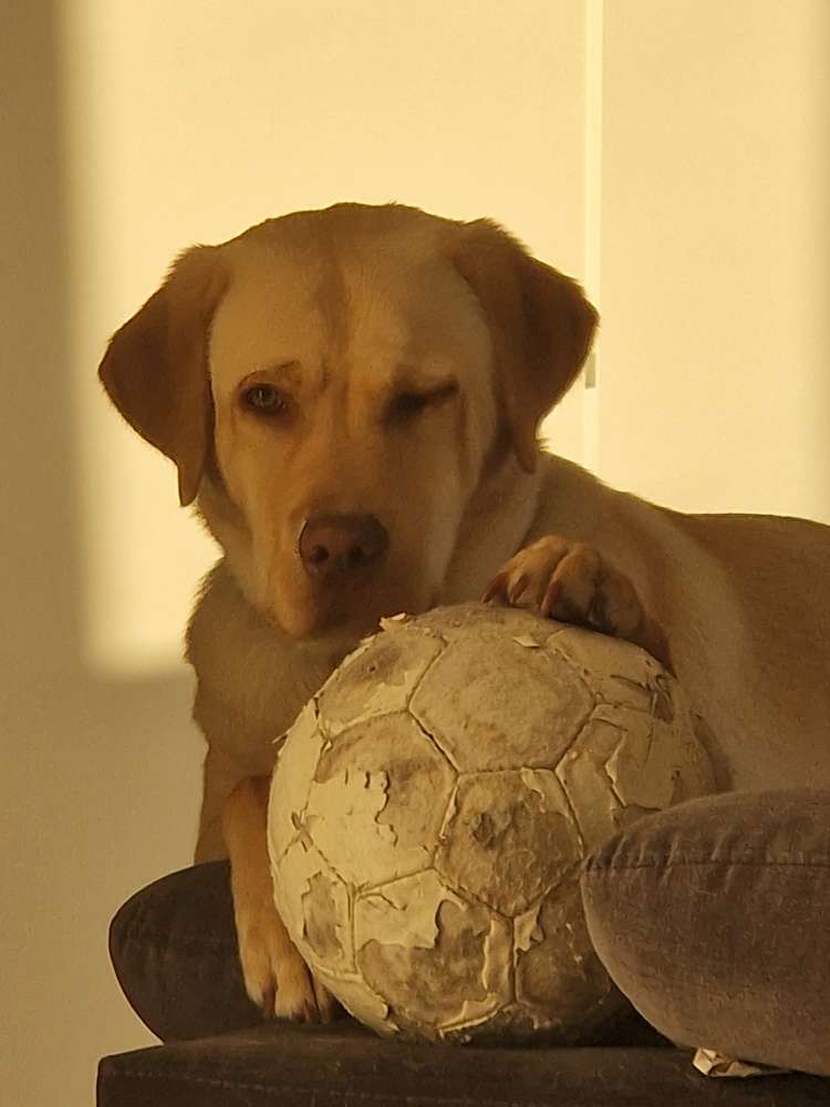 Hundetreffen-Wir suchen andere Junghunde zum Toben-Profilbild