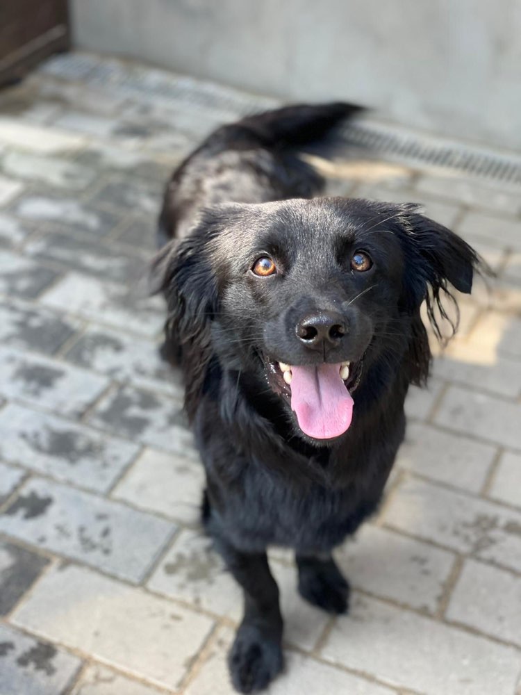 Hundetreffen-Social Walk Partner gesucht :)-Profilbild